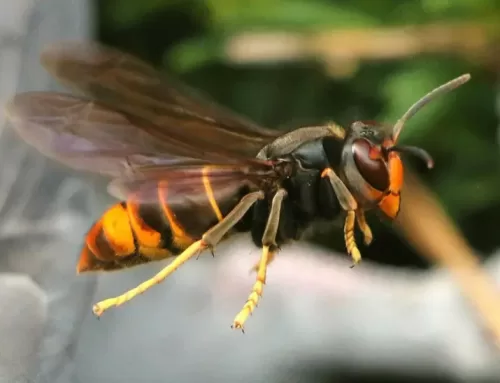 Keep a look out for Asian Hornets!